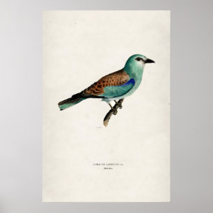 Vintage-Europäischer Blaurackenvogel  Matt-Fine-Ar Poster