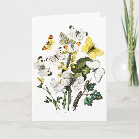 Vintage European Butterflies Karte (Vorderseite)