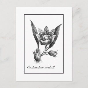 Vintage exotische Orchideen-Blumen-Ätzkarte Postkarte