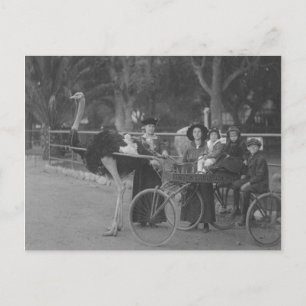 Vintage-Familie in Straußen gezogenem Wagen Postkarte
