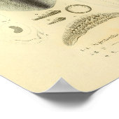 Vintage Farbdrucke 1845 Reef Tintenfisch Poster (Ecke)