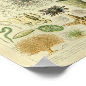 Vintage Farbe Qualle Seeblick Poster (Ecke)