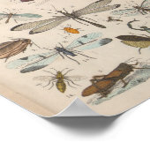 Vintage Farbgeflügelte Insekten drucken Poster (Ecke)