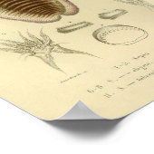 Vintage Farbkunst 1845 Tintenfisch Poster (Ecke)