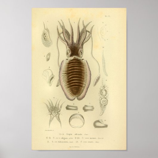 Vintage Farbkunst 1845 Tintenfisch Poster (Vorne)