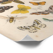 Vintage Farbschmetterlinge - Motordrucke Poster (Ecke)