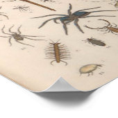 Vintage Farbskorpion-Spiegelung Poster (Ecke)