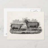 Vintage Farm der Schafschaf-Ewe-Illustration 1800 Postkarte (Vorne/Hinten)