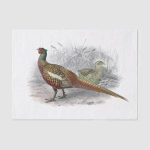 Vintage Fasan Jagdvogel Zeichnung Farbe #3 Seidenpapier