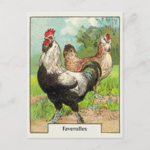 Vintage Faverolles-Huhn Postkarte