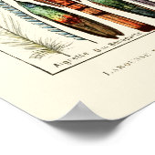 Vintage Feathers von Adolphe Millot Poster (Ecke)
