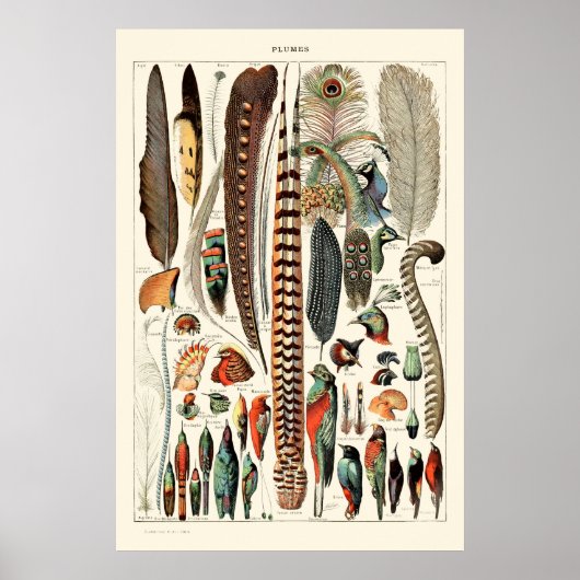 Vintage Feathers von Adolphe Millot Poster (Vorne)