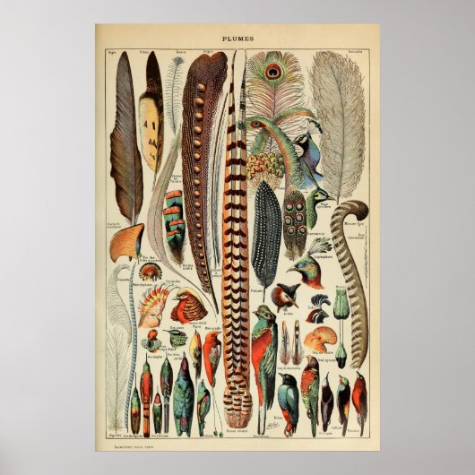 Vintage Federdruckplatten Wand an Wand Dekoration (Vorne)