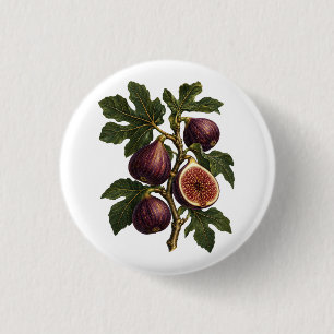 Vintage-Feigenzweig-Botanik-Illustration Button