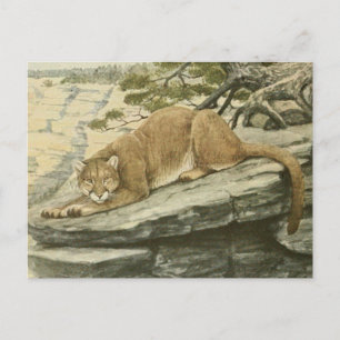 Vintage Felis Couguar (Berglöwe) Postkarte