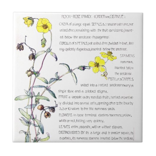 Vintage Felsen-Rosen-Wildblume-Blumen-Fliese Fliese (Vorderseite)