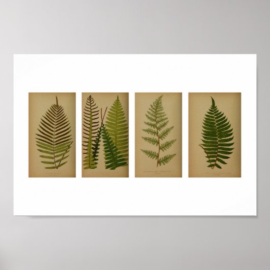 Vintage Ferns Botanische Schrift Poster (Vorne)