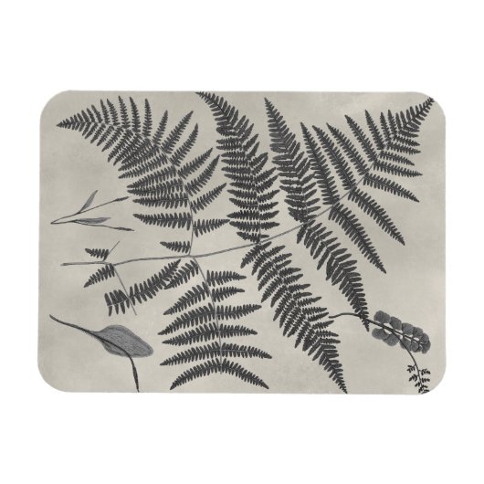 Vintage Ferns Magnet (Horizontal)