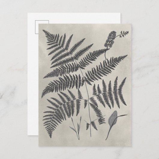 Vintage Ferns Postkarte (Vorne/Hinten)
