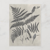 Vintage Ferns Postkarte (Vorderseite)