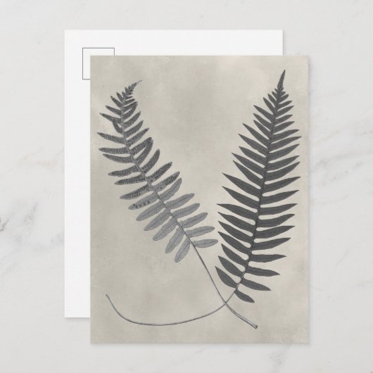 Vintage Ferns Postkarte (Vorne/Hinten)
