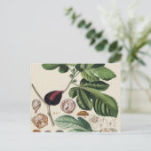 Vintage Figuren Botanische Schrift Postkarte (Stehend Vorderseite)