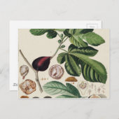 Vintage Figuren Botanische Schrift Postkarte (Vorne/Hinten)