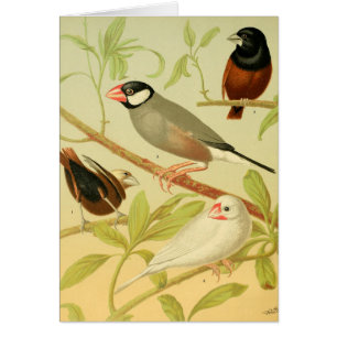 vintage Fink und Spatz