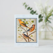 Vintage Finken und Linnet Postkarte (Stehend Vorderseite)