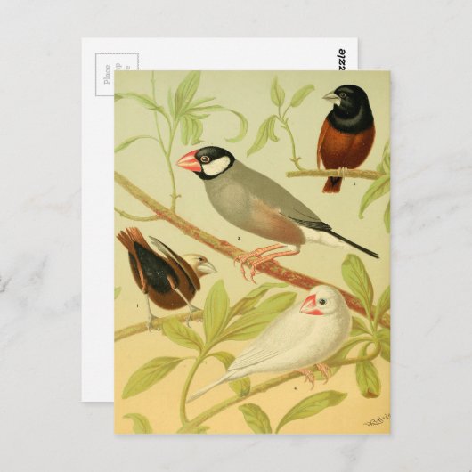 Vintage Finte und Sperre Postkarte (Vorne/Hinten)