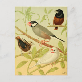 Vintage Finte und Sperre Postkarte