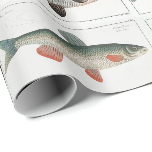 Vintage Fischbilder Geschenkpapier (Rolleneckpunkt)