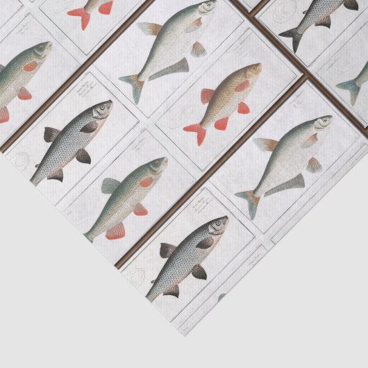 Vintage Fischbilder Seidenpapier (Detail)