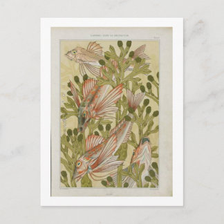 Vintage Fischdarstellung Postkarte