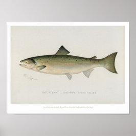 Vintage Fische - Atlantischer Lachs - Plakat