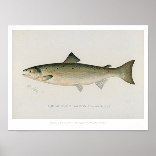 Vintage Fische - Atlantischer Lachs - Plakat (Vorne)