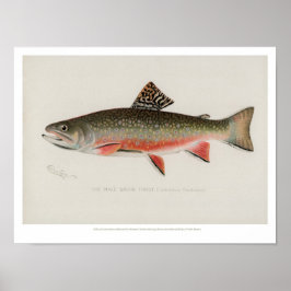 Vintage Fische - Bachforelle Poster
