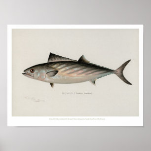 Vintage Fische - Bonito Poster