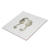 Vintage Fische der Wissenschafts-NZ - große Fliese (Seite)