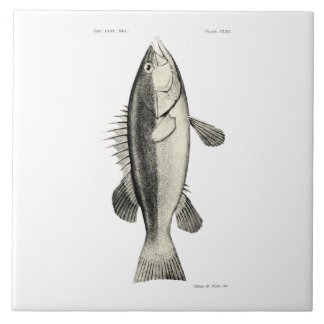 Vintage Fische der Wissenschafts-NZ - Hapuku Fliese