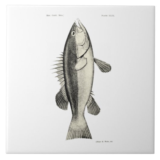 Vintage Fische der Wissenschafts-NZ - Hapuku Fliese (Vorderseite)