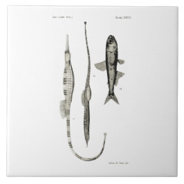 Vintage Fische der Wissenschafts-NZ - Rohr-und Fliese