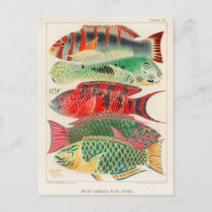 Vintage-Fische des Great Barrier Reef in Australie Postkarte