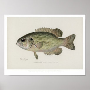 Vintage Fische - Felsen-Bass-Fische - Plakat