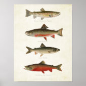 Vintage Fische - Forellen Poster (Vorne)