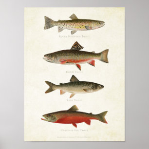 Vintage Fische - Forellen Poster