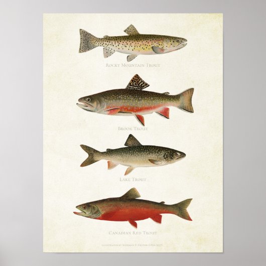 Vintage Fische - Forellen Poster (Vorne)
