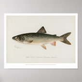 Vintage Fische - Forellensee Poster (Vorne)
