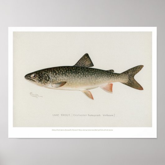 Vintage Fische - Forellensee Poster (Vorne)