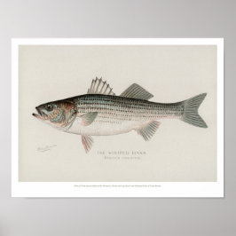 Vintage Fische - gestreifter Bass Poster